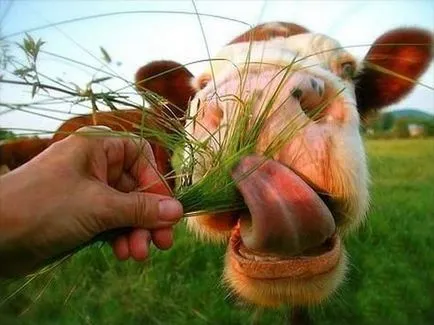 Vaca de reproducție în casă