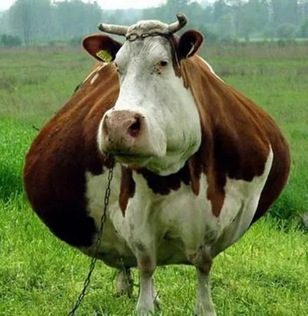 Vaca de reproducție în casă