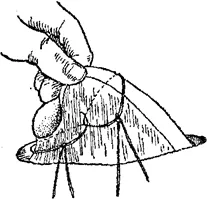 pisica ovarectomie