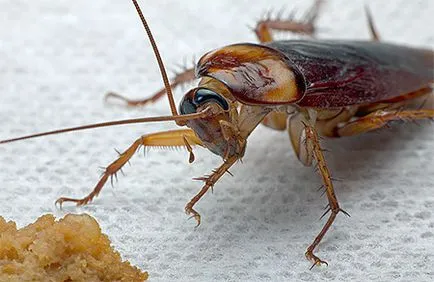 În cazul în care sunt gândaci în apartament și ce să facă în cazul în care acestea au fost