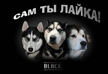 Spre deosebire de husky Husky din, descrierea detaliată și fotografii