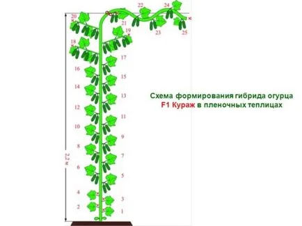 soiuri de castravete partenocarpice - care este, dragostea gradina ta (varietate) soiuri de castravete partenocarpice - care este, iubesc grădina mea