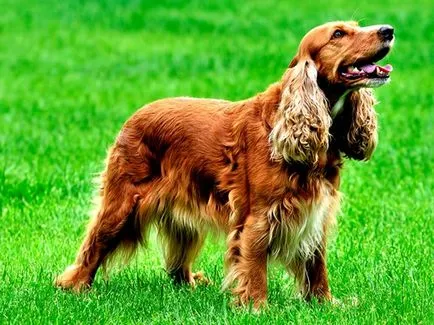 Hunter English Cocker Spaniel
