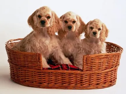 Hunter English Cocker Spaniel