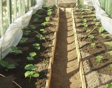 soiuri de castravete partenocarpice - care este, dragostea gradina ta (partenocarpice) soiuri de castravete partenocarpice - care este, iubesc grădina mea