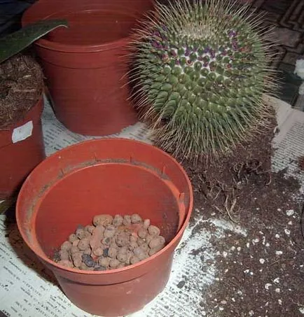 Pentru a afla cum să planteze flori în ghivece