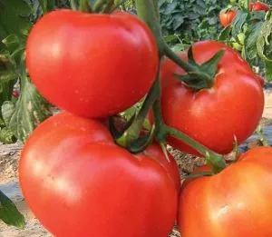 Tomate regele regilor descriere a soiului de tomate, comentarii, clipuri video, fotografii (tomate) Tomate regele regilor descriere a soiului de tomate, recenzii, videoclipuri, fotografii