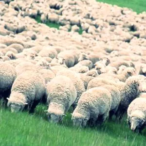 rase de ovine fină lână - o descriere, fotografii, video