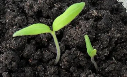 Caracterizarea gin de tomate și descrierea soiului, recenzii, cultivarea fotografie tomate, video