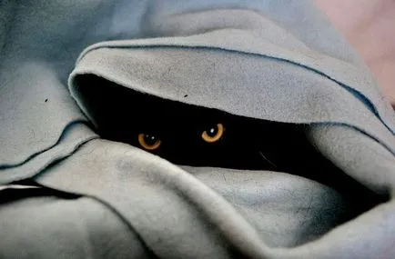 Top cele mai bune fotografii ale superstiție pisica neagra - deoparte! (pisoi negru) Top cele mai bune fotografii ale superstiție pisica neagra - deoparte!