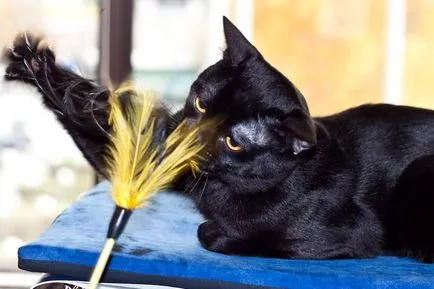 Top cele mai bune fotografii ale superstiție pisica neagra - deoparte! (Foto) Top cele mai bune fotografii ale superstiție pisica neagra - deoparte!