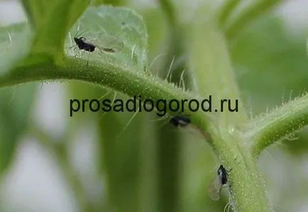 Afidele pe răsaduri de tomate modul de a lupta, tratarea si eliminarea păduchi, clipuri video și fotografii