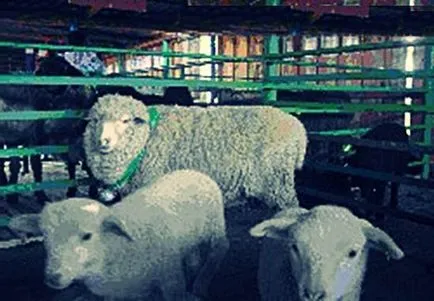 rase de ovine fină lână - o descriere, fotografii, video