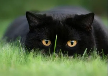 Top cele mai bune fotografii ale superstiție pisica neagra - deoparte! (Fotografii de pisici) Top cele mai bune fotografii ale superstiție pisica neagra - deoparte!