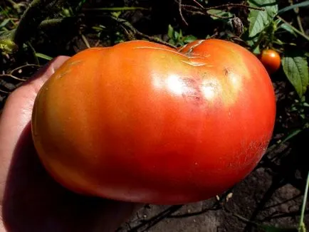 Tomate regele regilor, locația, recenzii ale celor care au plantat tomate, foto, facilitate, video (descriere) Tomate regele regilor, locația, recenzii ale celor care au plantat tomate, foto, facilitate, video