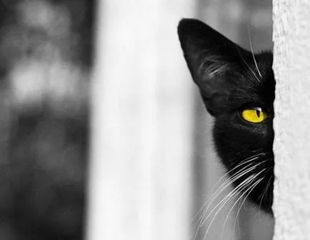 Top cele mai bune fotografii ale superstiție pisica neagra - deoparte! (Pisici) Top cele mai bune fotografii ale superstiție pisica neagra - deoparte!
