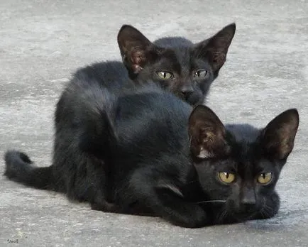 Top cele mai bune fotografii ale superstiție pisica neagra - deoparte! (pisoi negru) Top cele mai bune fotografii ale superstiție pisica neagra - deoparte!