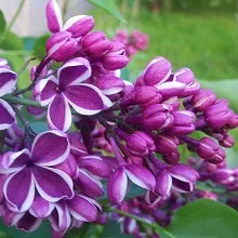 Transplantarea Lilac, casă privată