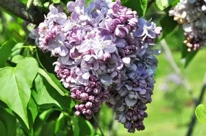 Transplantarea Lilac vara instruire film pas cu pas (in vara) Transplantarea Lilac pas video de vară cu ghid pas