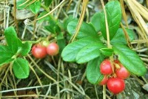 plantare de transplant si liliacul, un blog despre flora