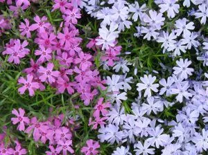 plantare de transplant si liliacul, un blog despre flora
