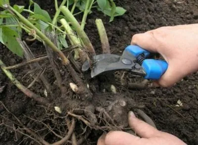 bujori de transplant, atunci când pentru a planta la un alt loc în primăvara sau toamna