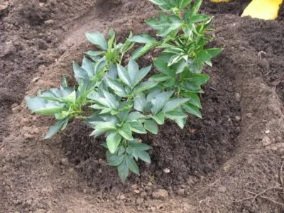 bujori de transplant, atunci când pentru a planta la un alt loc în primăvara sau toamna