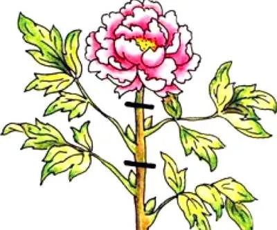 de îngrijire Peony într-un teren deschis în primăvara, vara, toamna si iarna! Fotografii (sol) de îngrijire Peony într-un teren deschis în primăvara, vara, toamna si iarna! fotografie