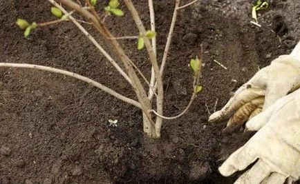 Transplantul de liliac în primăvară - condițiile și regulile de video (transplant) Transplantul de liliac în primăvară - condițiile și regulile pentru video
