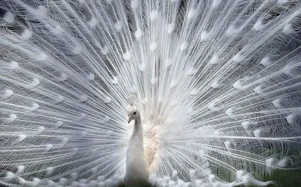 Peacock din sticle de plastic maestru meserii de fabricație de clasă și video (master) Peacock din meserii de fabricație sticle de plastic master-class și video