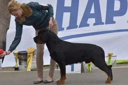 Primul spectacol de câine, pe care trebuie să știți pentru a lua și ceea ce veți vedea