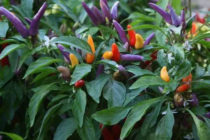 Pepper îngrijire decorative la domiciliu