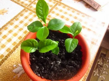 Transplantul de lămâie în casă - instrucțiuni pas cu pas (transplant) Transplantul de lamaie in casa - ghid pas cu pas