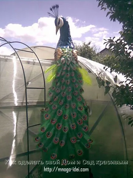 master-class Peacock