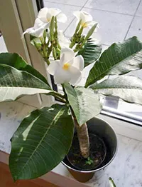 de îngrijire Plumeria la domiciliu (condiții) Plumeria de îngrijire la domiciliu