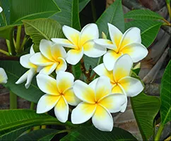 de îngrijire la domiciliu Plumeria (mic corolă galben) Plumeria de îngrijire la domiciliu