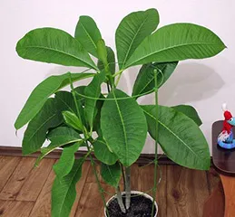 de îngrijire la domiciliu Plumeria (Plumeria) Plumeria de îngrijire la domiciliu