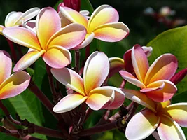 de îngrijire la domiciliu Plumeria (Plumeria) Plumeria de îngrijire la domiciliu