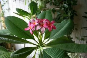 de îngrijire la domiciliu Plumeria, creșterea de semințe și butași (foto) (semințe) de îngrijire la domiciliu Plumeria, creșterea de semințe și butași (foto)