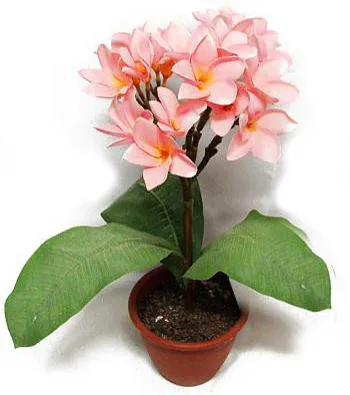 de îngrijire la domiciliu Plumeria, creșterea de semințe și butași (foto) (acasă) de îngrijire la domiciliu Plumeria, creșterea de semințe și butași (foto)