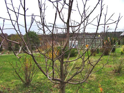 De ce nu fructoase măr ce să facă, dacă nu înflori pe un an după plantare apar mere