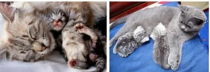 De ce pisicile toarce și urchat decât pisicile fac sunetele pe care le reprezintă (pentru un motiv oarecare) De ce pisicile toarce și urchat decât pisicile fac sunete, ceea ce înseamnă acestea