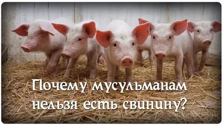 De ce musulmanii nu pot mânca carne de porc (carne de porc) De ce musulmanii nu pot mânca carne de porc