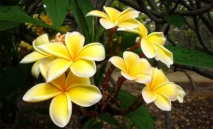 de îngrijire la domiciliu Plumeria, creșterea de semințe și butași (foto) (flori) de îngrijire la domiciliu Plumeria, creșterea de semințe și butași (foto)