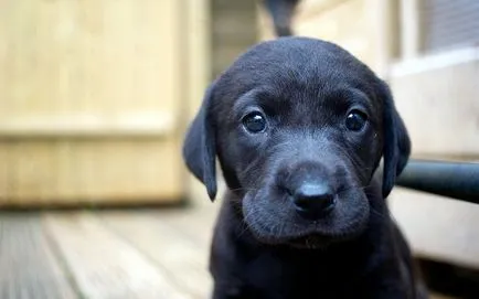 De ce catelul nu mănâncă, și ce să facă proprietarului - blog veterinarii - belanta (de ce) De ce catelul nu mănâncă, și ce să facă proprietarului - blog veterinarii - belanta