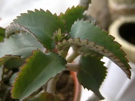De ce nu flori de Kalanchoe - căutare pentru cauze și video de eliminare a acestora (de ce) De ce nu florile de Kalanchoe - căutare pentru cauzele și căile de atac video