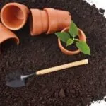 Fertilizarea in aer liber de sfeclă remedii populare (sol) Fertilizarea sfecla în teren deschis de atac folk