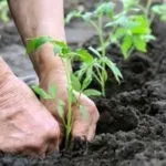 Fertilizarea de sfeclă în aer liber remedii populare (sfeclă) Fertilizarea sfecla în teren deschis de atac folk