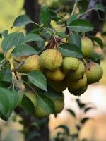 De ce măr nu floare și fructe (fructe) De ce măr nu înflorească și să poarte fructe