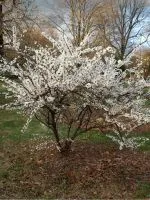 De ce măr nu floare și fructe (fructe) De ce măr nu înflorească și să poarte fructe